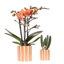 Kolibri Company | Plant Set Orange Phalaenopsis Orchid Bolzano And Succulent Incl. Ceramic Decorative Pots