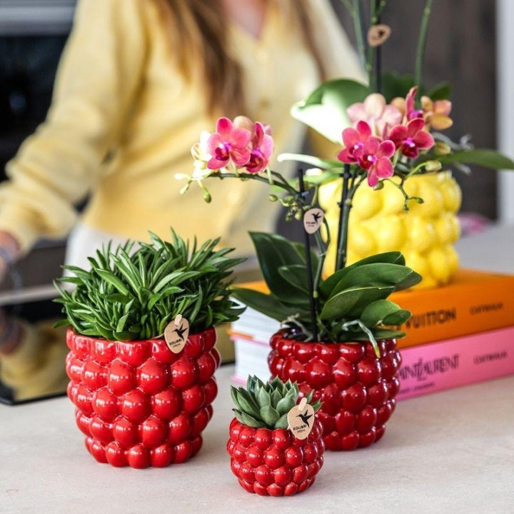 Kolibri Company | Plant Set Red Phalaenopsis Orchid Congo And Succulents Incl. Ceramic Berry Decorative Pots
