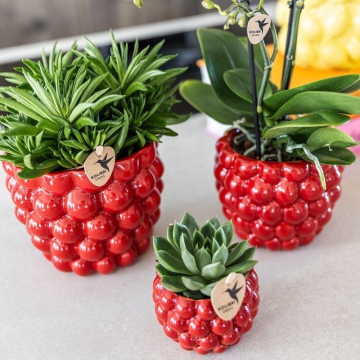 Kolibri Company | Plant Set Red Phalaenopsis Orchid Congo And Succulents Incl. Ceramic Berry Decorative Pots