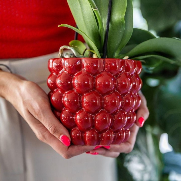 Kolibri Company | Plant Set Red Phalaenopsis Orchid Congo And Succulents Incl. Ceramic Berry Decorative Pots