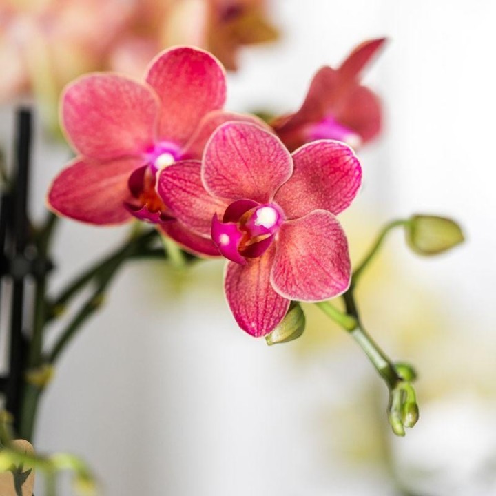 Kolibri Company | Plant Set Red Phalaenopsis Orchid Congo And Succulents Incl. Ceramic Berry Decorative Pots