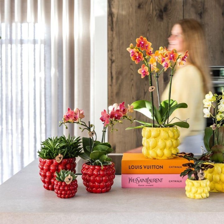 Kolibri Company | Plant Set Red Phalaenopsis Orchid Congo And Succulents Incl. Ceramic Berry Decorative Pots