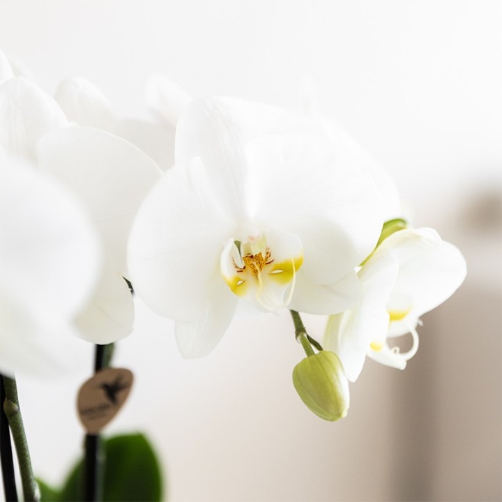 Kolibri Company | Plant Set White Phalaenopsis Orchid Amabilis And Succulents Incl. Ceramic Malaga Decorative Pots