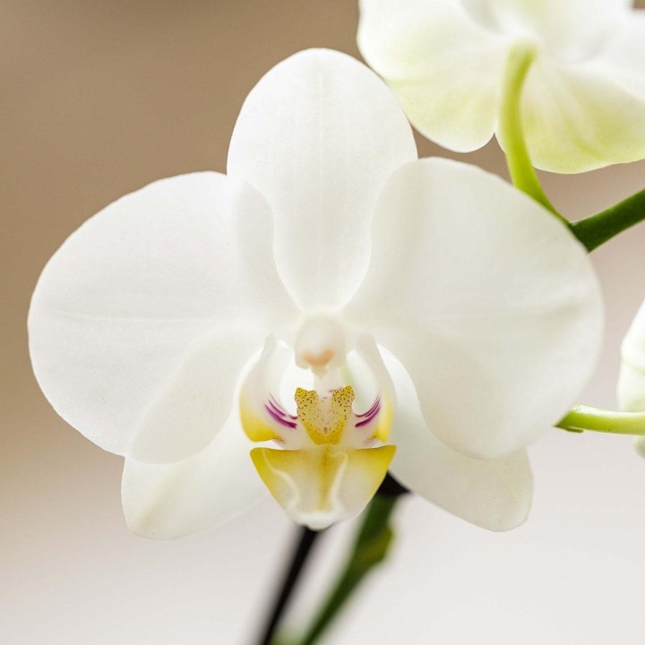 Kolibri Company | Plant Set White Phalaenopsis Orchid Amabilis And Succulents Incl. Ceramic Malaga Decorative Pots