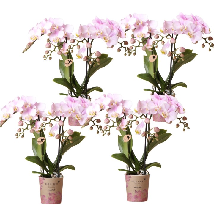 Kolibri Orchids | Combi Deal Of 4 Phalaenopsis Orchids - Portugal - Pot Size Ø9Cm | Flowering Houseplant - Fresh From The Grower