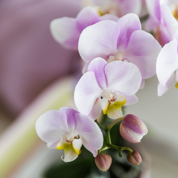 Kolibri Orchids | Combi Deal Of 4 Phalaenopsis Orchids - Portugal - Pot Size Ø9Cm | Flowering Houseplant - Fresh From The Grower