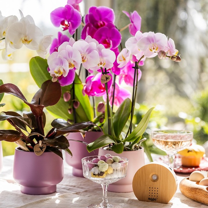 Kolibri Orchids | Combi Deal Of 4 Phalaenopsis Orchids - Portugal - Pot Size Ø9Cm | Flowering Houseplant - Fresh From The Grower
