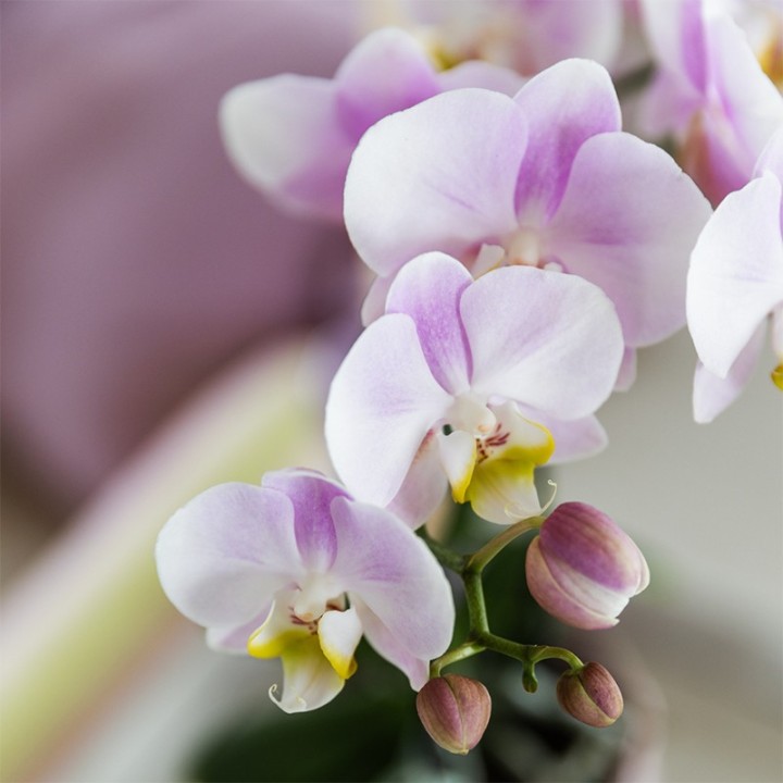 Kolibri Orchids | Combi Deal Of 4 Phalaenopsis Orchids - Portugal - Pot Size Ø9Cm | Flowering Houseplant - Fresh From The Grower