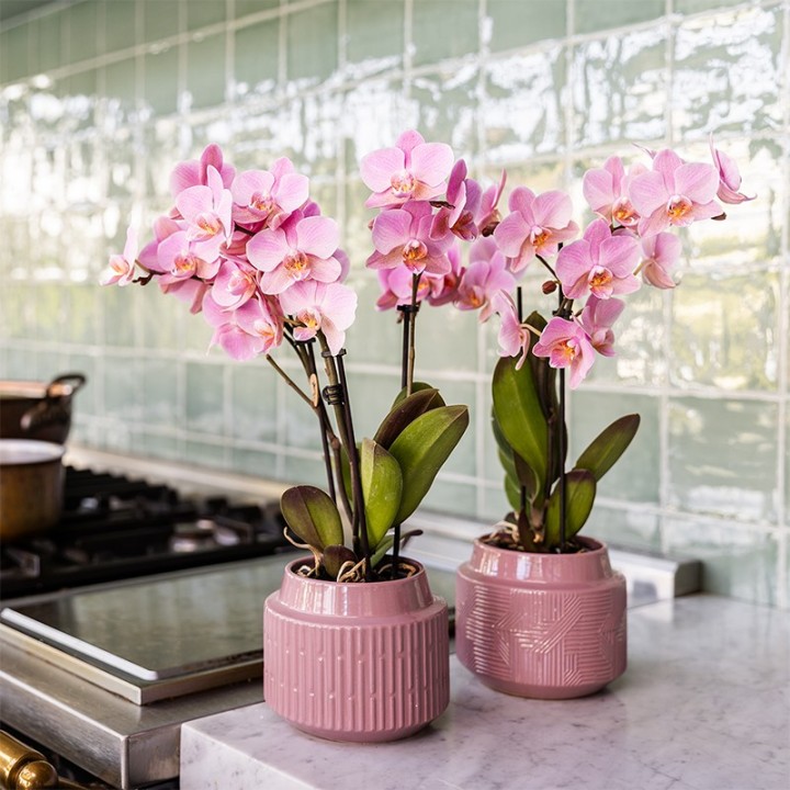 Kolibri Orchids - Single-Color Surprise Box - Plant Value Box - Surprise Box With 2 Orchids - Fresh From The Grower
