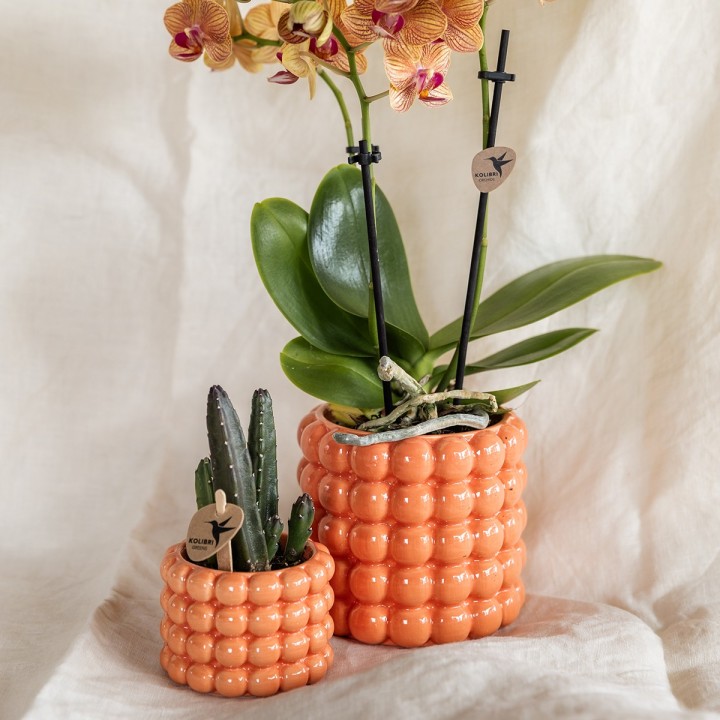 Kolibri Company | Plant Set Poppy Orange | Orange Phalaenopsis Orchid Jamaica And Succulent Incl. Ceramic Decorative Pots