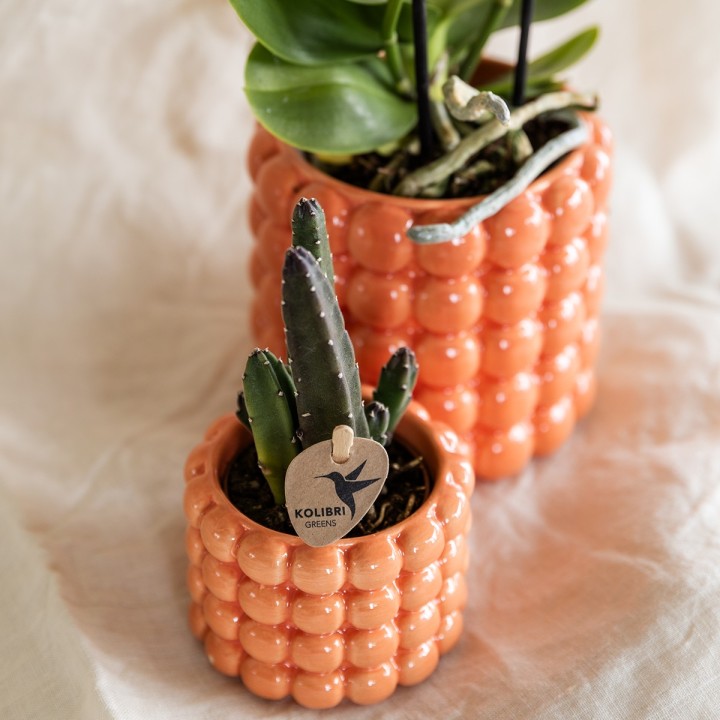 Kolibri Company | Plant Set Poppy Orange | Orange Phalaenopsis Orchid Jamaica And Succulent Incl. Ceramic Decorative Pots