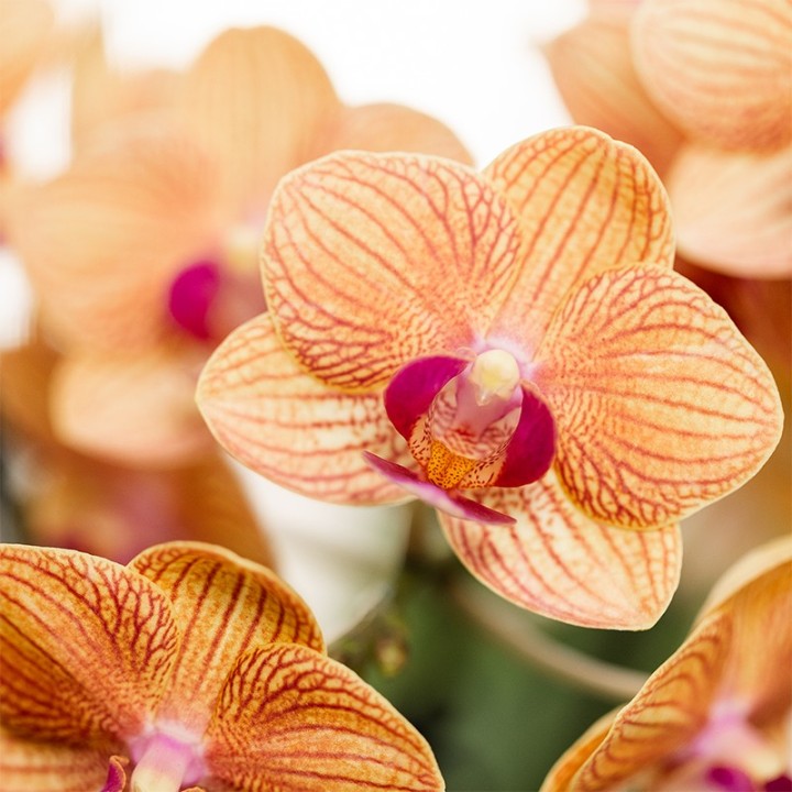 Kolibri Company | Plant Set Poppy Orange | Orange Phalaenopsis Orchid Jamaica And Succulent Incl. Ceramic Decorative Pots