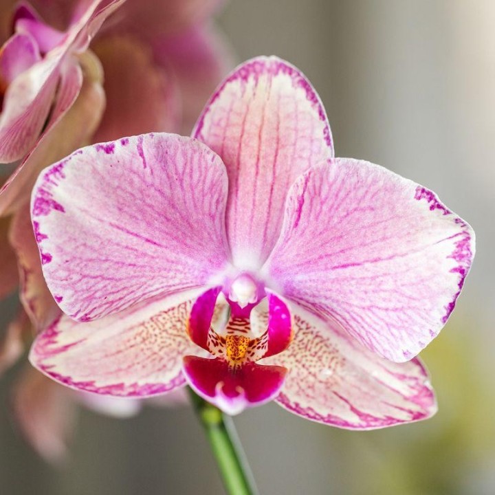 Kolibri Orchids – Surprise Diamond – Surprise Box With 1X Kolibri Diamond Orchid Ø9Cm – Fresh From The Grower