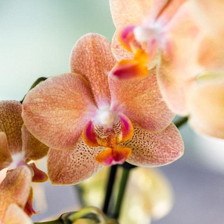 Kolibri Orchids – Surprise Diamond – Surprise Box With 1X Kolibri Diamond Orchid Ø9Cm – Fresh From The Grower