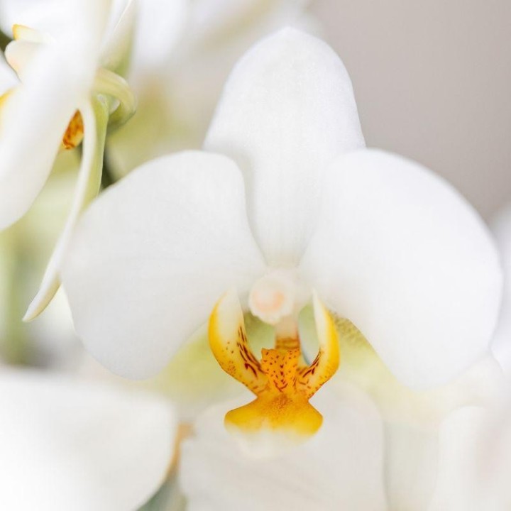 Kolibri Orchids – Surprise Diamond – Surprise Box With 1X Kolibri Diamond Orchid Ø9Cm – Fresh From The Grower