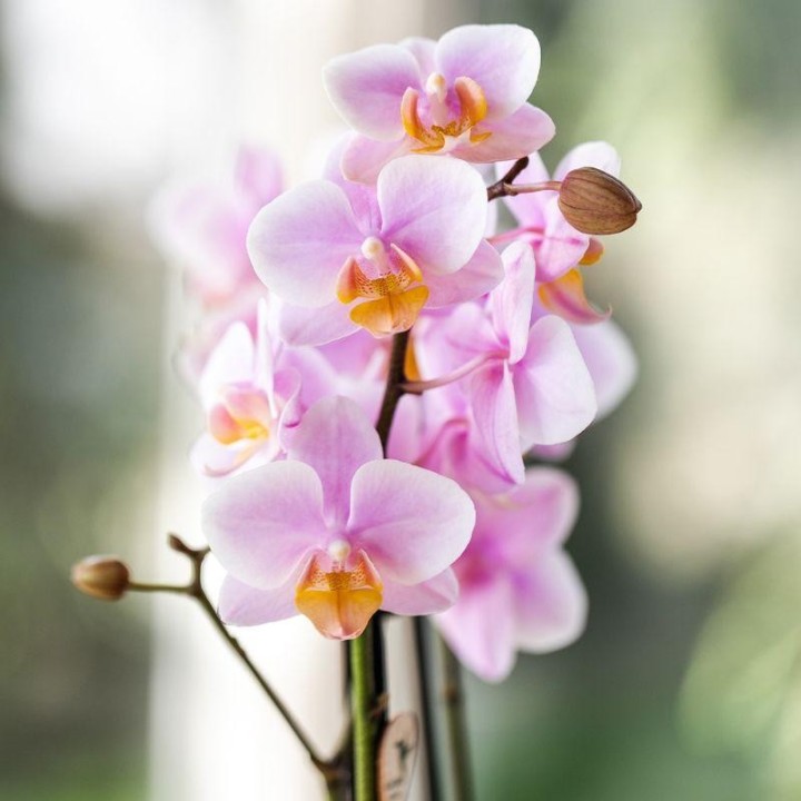 Kolibri Orchids – Surprise Diamond – Surprise Box With 1X Kolibri Diamond Orchid Ø9Cm – Fresh From The Grower