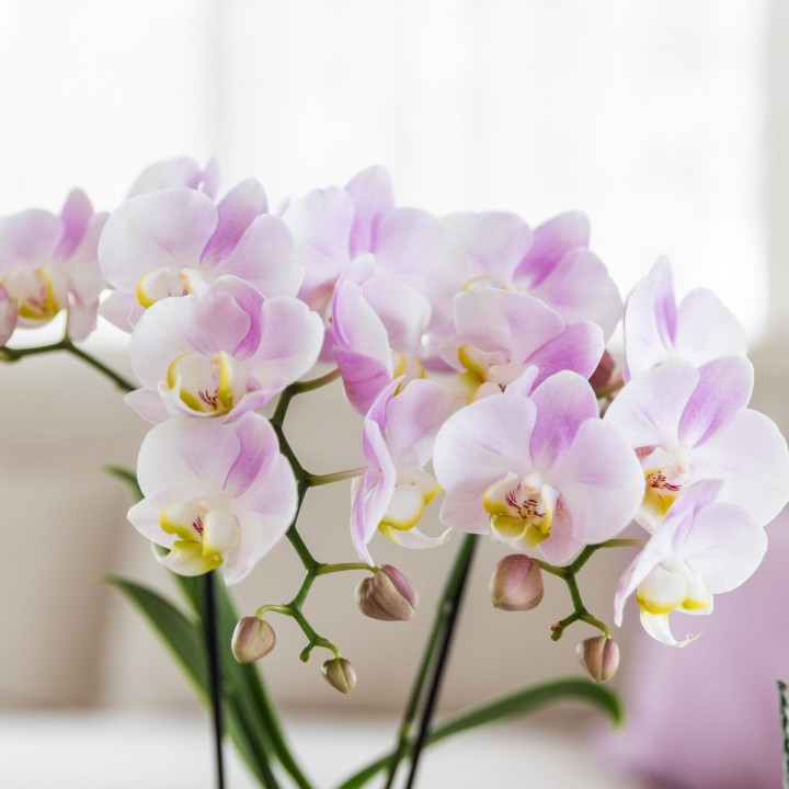 Kolibri Orchids | Mother’s Day Gift Set Big | Green Plant With Pink Phalaenopsis Orchid In Pink Simplicity Pots On Bamboo Plate