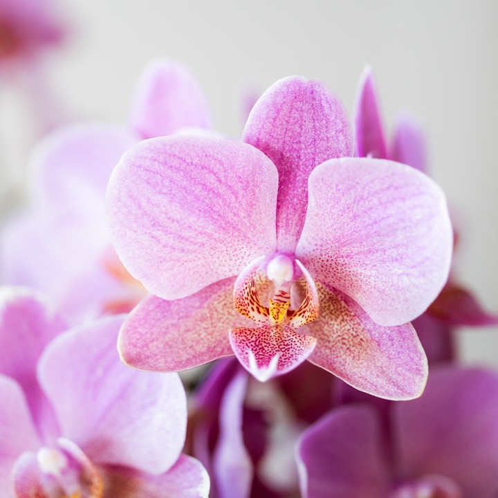 Kolibri Orchids - Surprise Box Mix - Plant Value Box - Surprise Box With 2 Different Orchids 9Cm - Fresh From The Grower
