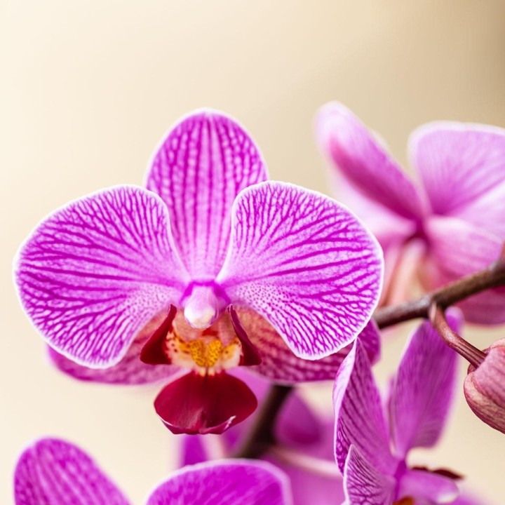 Kolibri Orchids - Surprise Box Mix - Plant Value Box - Surprise Box With 2 Different Orchids 9Cm - Fresh From The Grower