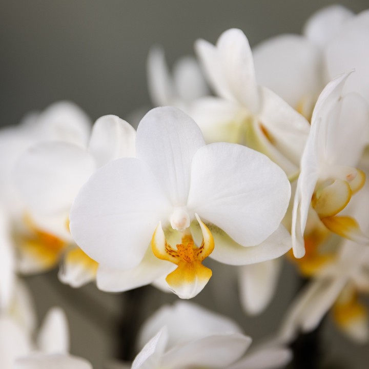 Kolibri Orchids - Surprise Box Mix - Plant Value Box - Surprise Box With 2 Different Orchids 9Cm - Fresh From The Grower