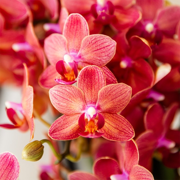 Kolibri Orchids - Surprise Box Mix - Plant Value Box - Surprise Box With 2 Different Orchids 9Cm - Fresh From The Grower