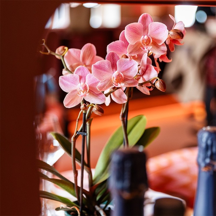 Kolibri Orchids | Combi Deal Of 2 Phalaenopsis Orchids - Treviso - Pot Size Ø9Cm | Flowering Houseplant - Fresh From The Grower