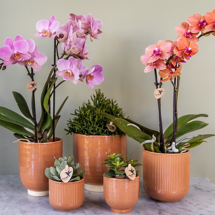 Kolibri Orchids | Combi Deal Of 2 Phalaenopsis Orchids - Treviso - Pot Size Ø9Cm | Flowering Houseplant - Fresh From The Grower