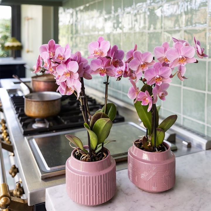 Kolibri Orchids | Combi Deal Of 2 Phalaenopsis Orchids - Treviso - Pot Size Ø9Cm | Flowering Houseplant - Fresh From The Grower