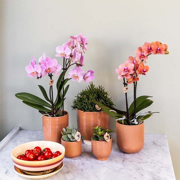 Kolibri Orchids | Combi Deal Of 4 Phalaenopsis Orchids - Treviso - Pot Size Ø9Cm | Flowering Houseplant - Fresh From The Grower