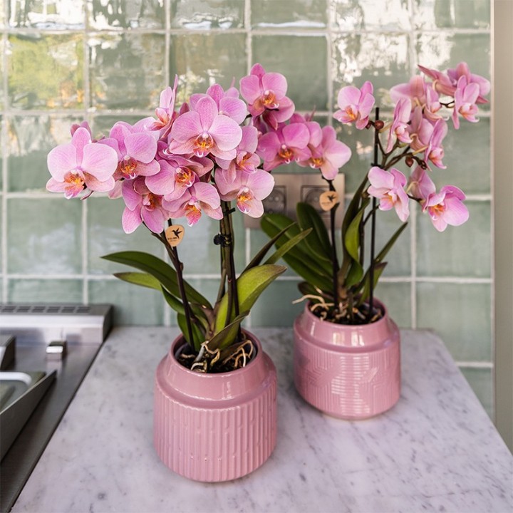 Kolibri Orchids | Combi Deal Of 4 Phalaenopsis Orchids - Treviso - Pot Size Ø9Cm | Flowering Houseplant - Fresh From The Grower