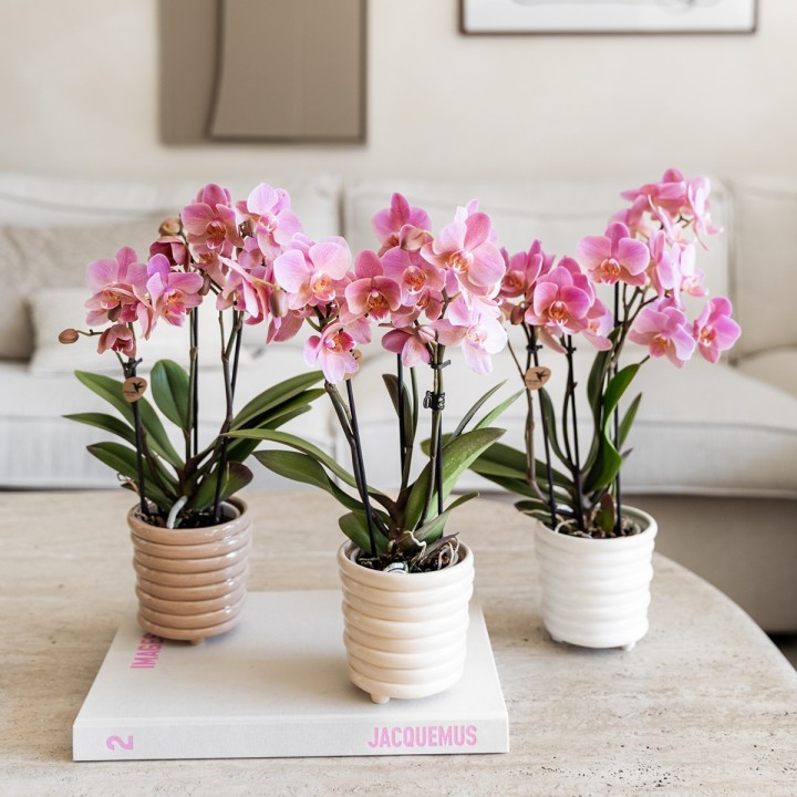 Kolibri Orchids | Combi Deal Of 4 Phalaenopsis Orchids - Treviso - Pot Size Ø9Cm | Flowering Houseplant - Fresh From The Grower