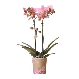Kolibri Orchidées Orchidée - Jewel Treviso - Taille du pot Ø9Cm.