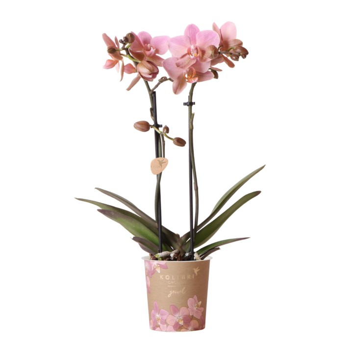 Kolibri Orchidées Orchidée - Jewel Treviso - Taille du pot Ø9Cm.