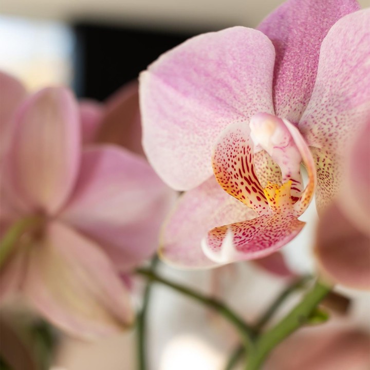 Kolibri Orchidées Orchidée - Jewel Treviso - Taille du pot Ø9Cm.