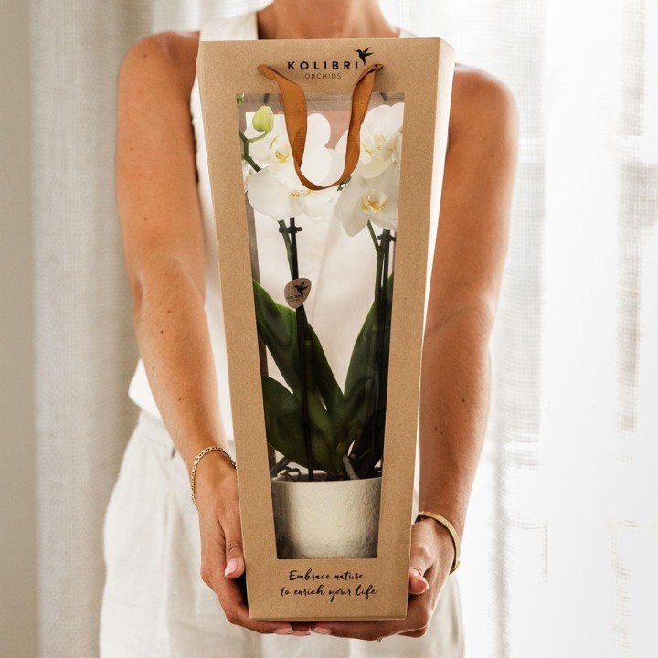 Kolibri Orchids | Plant Gift Good Luck | Lausanne Orchid With Pot, Card & Gift Bag