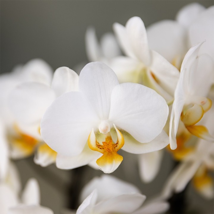 Kolibri Orchids | Plant Gift Good Luck | Lausanne Orchid With Pot, Card & Gift Bag