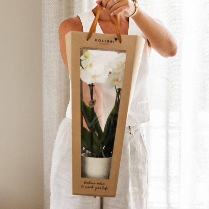 Kolibri Orchids | Plant Gift Get Well Soon | Lausanne Orchid With Pot, Card & Gift Bag