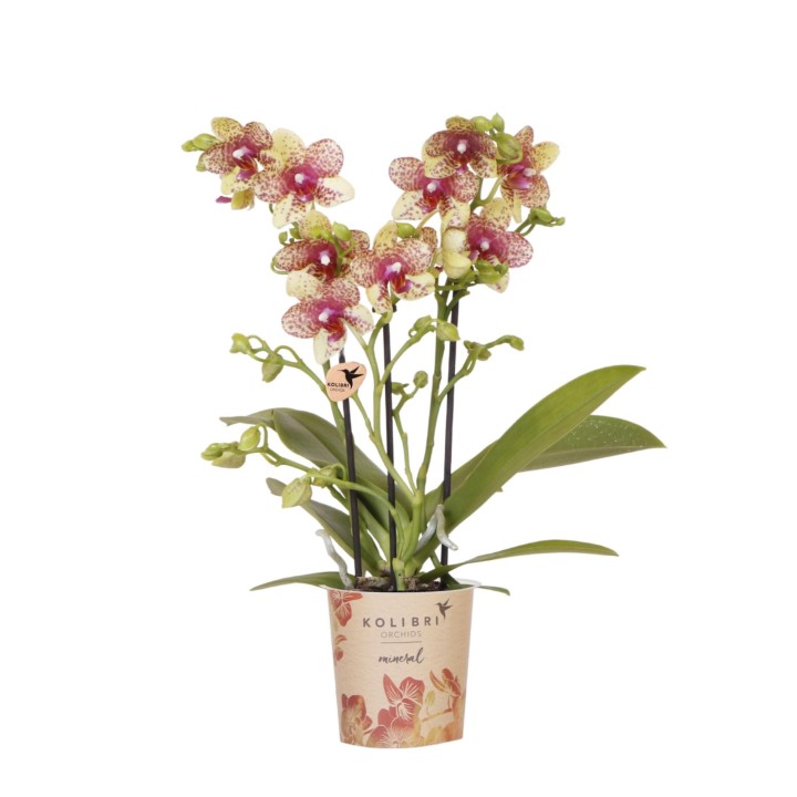 orchidées Phalaenopsis orange-jaune pot Ø9Cm