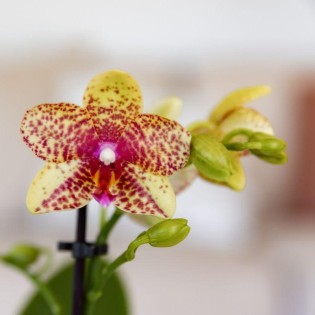 orchidées Phalaenopsis orange-jaune pot Ø9Cm