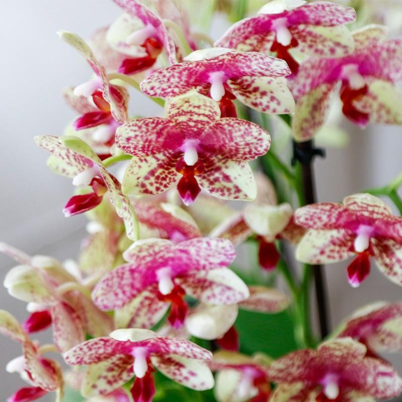 orchidées Phalaenopsis orange-jaune pot Ø9Cm