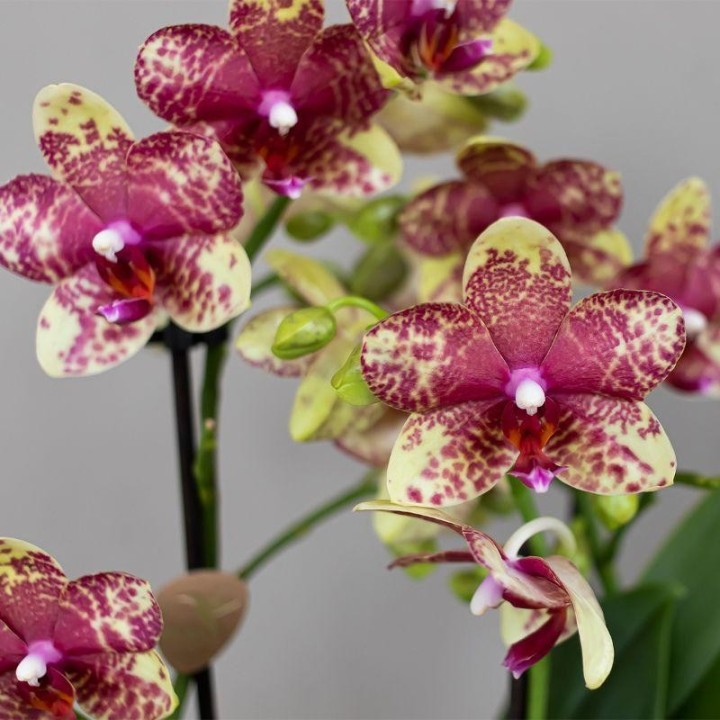 orchidées Phalaenopsis orange-jaune pot Ø9Cm