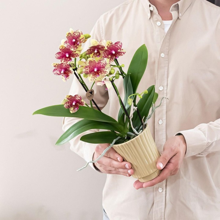 orchidées Phalaenopsis orange-jaune pot Ø9Cm