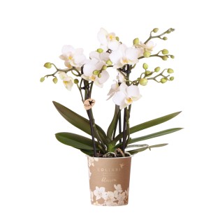 Orchidée Phalaenopsis blanc Zurich  pot Ø9Cm