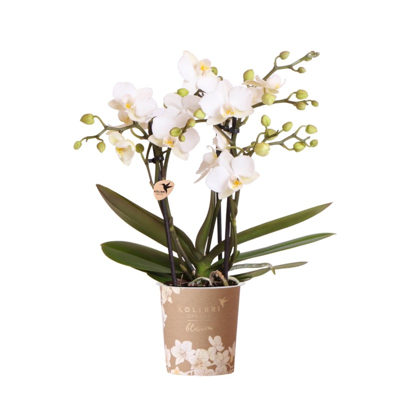 Orchidée Phalaenopsis blanc Zurich  pot Ø9Cm