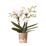 Orchidée Phalaenopsis blanc Zurich  pot Ø9Cm