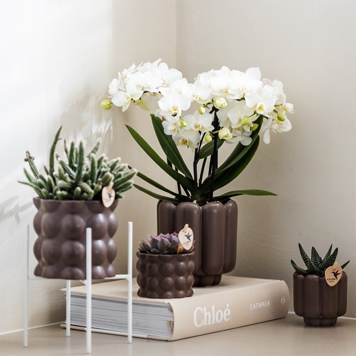 Orchidée Phalaenopsis blanc Zurich  pot Ø9Cm