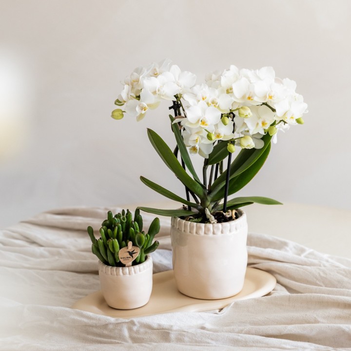 Orchidée Phalaenopsis blanc Zurich  pot Ø9Cm