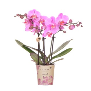 Orchidées grandes fleurs rose Taille du pot Ø9Cm.
