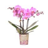 Orchidées grandes fleurs rose Taille du pot Ø9Cm.