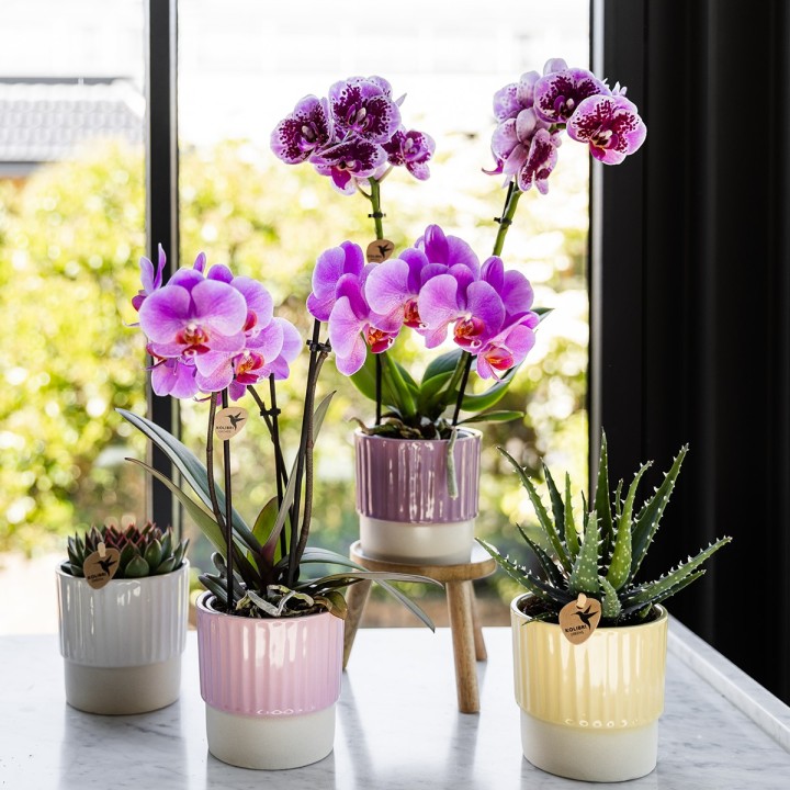 Orchidées grandes fleurs rose Taille du pot Ø9Cm.